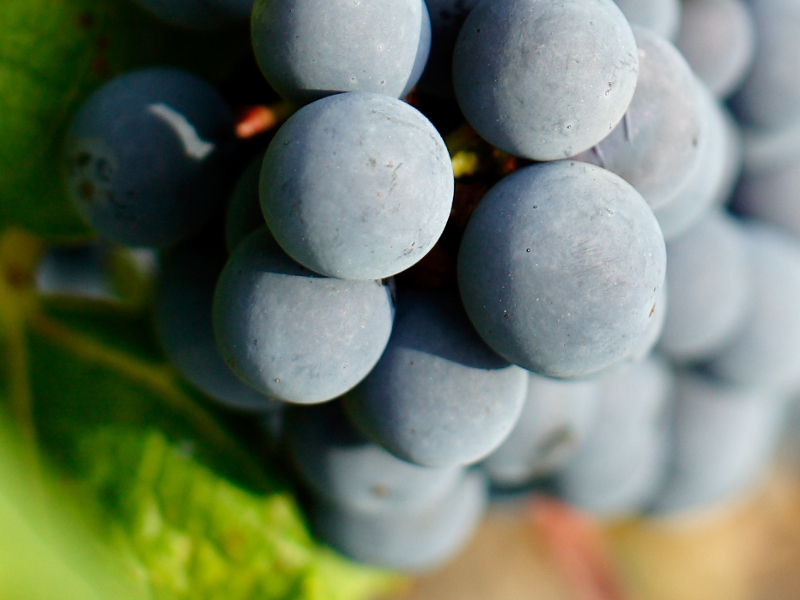 cabernet franc vinsvaldeloire