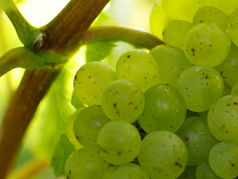 chenin vinsvaldeloire