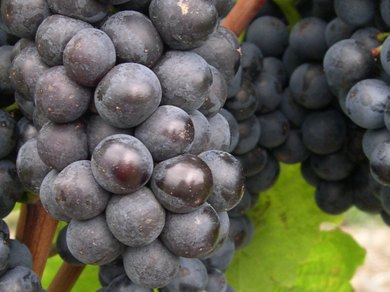 gamay vins du val de loire