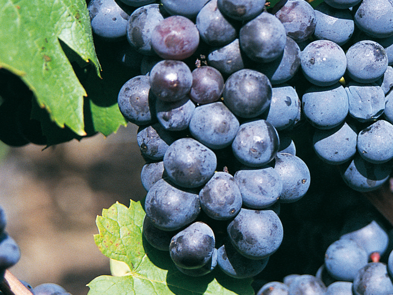 grolleau vins du val de loire