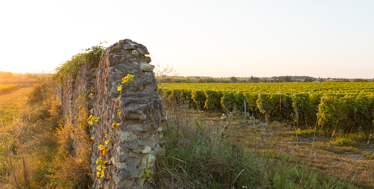 A stone wall bordering a vineyard
