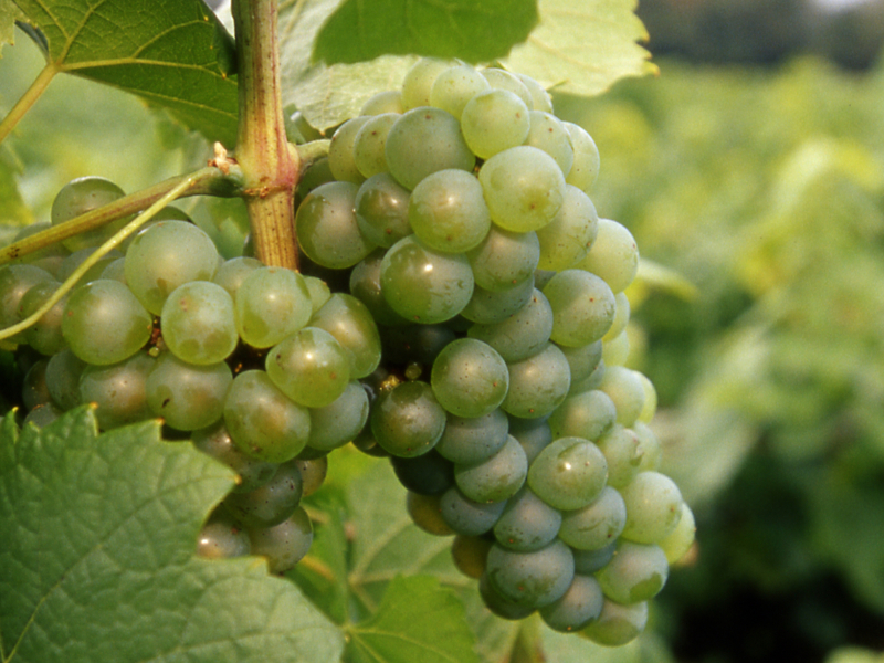 melon de bourgogne - muscadet - vinsvaldeloire