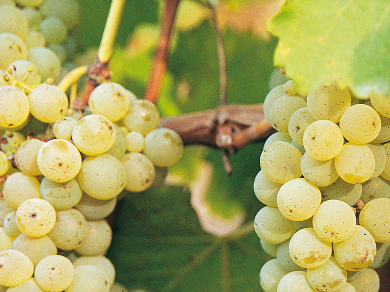 Sauvignon vinsvaldeloire